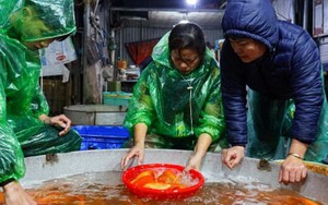 Xuyên đêm mua bán cá chép đỏ cho ngày cúng ông Công, ông Táo