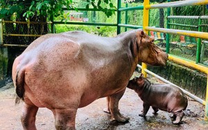 Hà mã mới sinh trong vườn thú Hà Nội đã được đặt tên là Mã Nam