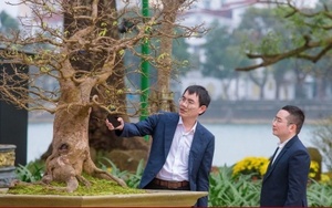Những gốc hoàng mai có giá bạc tỷ ở cố đô Huế