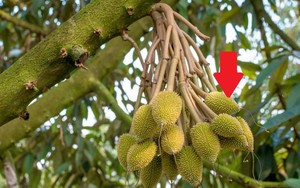 “Vua quả” Việt Nam được xuất khẩu trở lại Trung Quốc nhờ 1 tờ giấy: Nước ta có 7 nơi cấp giấy này