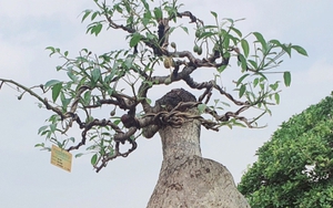 ‘Cóc ghẻ’ lên chậu thành bonsai hàng trăm triệu đồng