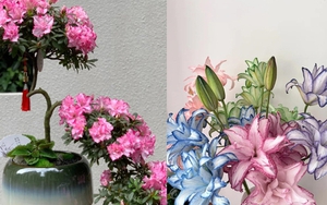 Cận Tết bạn không nên mua 8 loại hoa này: Rủi ro khi vận chuyển, nhanh héo tàn, thậm chí gây hại cho sức khỏe