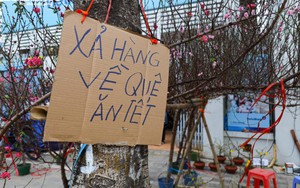 Hoa đào, mai vàng đại hạ giá, tiểu thương xả hàng về quê ăn Tết