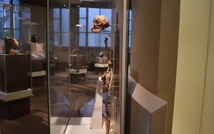 Bí ẩn loài người "tiến hóa ngược" ở Indonesia