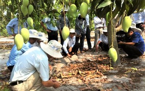 Từ sỏi đá thành “vàng”: Việt Nam sở hữu loại quả “hái ra tiền”, xuất khẩu đi 40 nước