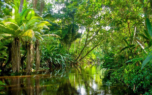 Phát hiện 47.000 kg vàng ẩn dưới các gốc cây