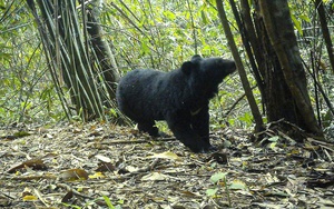 Gấu ngựa, gà tiền mặt đỏ xuất hiện ở rừng Quảng Ngãi