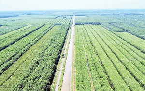 Loài cây “đẻ ra tiền tỷ” trên đất phèn U Minh Hạ: “Của hiếm” giúp người dân đổi đời