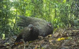 Phát hiện gấu ngựa và gà tiền mặt đỏ quý hiếm ở Vườn quốc gia Chư Mom Ray