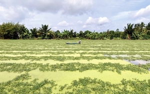 Trồng loại rau dân dã ‘bò’ trên mặt nước, người Việt thu hàng chục triệu/tháng: Ăn vào mát gan, dễ ngủ