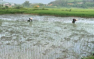 Bí thư xã ở Tuyên Quang đưa giống lúa ngon nhất thế giới về với người dân