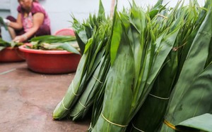 Loại lá trước kia cho không ai lấy, nay được Trung Quốc bao mua: Người dân Phú Thọ “hái ra tiền tỷ”