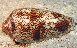 Hàng triệu người toát mồ hôi lạnh khi thấy con ốc này