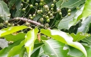 Lá vối có tác dụng gì?