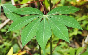 Không ai ngờ: Loại lá rẻ tiền ở Việt Nam được Nhật, Hàn săn lùng, thu về triệu USD