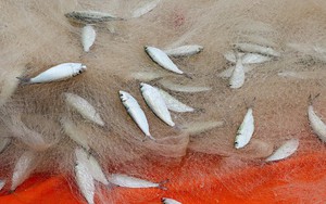 Việt Nam sở hữu 3 loại cá tốt nhất thế giới: Giá bình dân, chống ung thư, tăng cả tuổi thọ