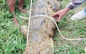 Bắt được cá sấu nặng 80kg tấn công người câu cá ở Khánh Hòa