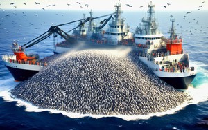 10 triệu con cá 'bốc hơi' ngay trước mắt các nhà khoa học trong vài giờ: "Điều đó đủ khiến bạn rùng mình"