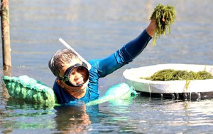 Việt Nam có “mỏ vàng xanh” mọc dưới biển: Giàu dinh dưỡng, chứa hoạt chất giúp phòng ngừa ung thư