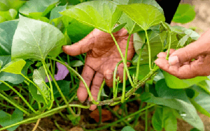 Loại rau Việt Nam từng coi là phế phẩm nuôi lợn, ‘bỗng’ trở thành mặt hàng nhiều nước muốn mua, thu về tiền đô