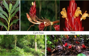 Bí ẩn trong rừng Bù Gia Mập: Lộ diện “kho báu” quý hiếm lần đầu được ghi nhận