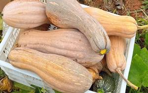 Ông lão nông dân khuyên: "Mua bí ngô, đừng nhìn vào kích thước, hãy chú ý 4 điểm này, sẽ chọn được quả chất lượng tuyệt hảo!