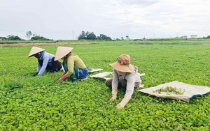 Nông dân Huế thoát nghèo nhờ trồng cây rau má VietGAP