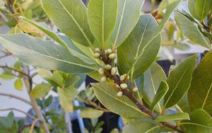 Lá dân dã Việt Nam bất ngờ được xuất khẩu sang “Tây”, giá đắt đỏ lên tới 2 triệu/kg