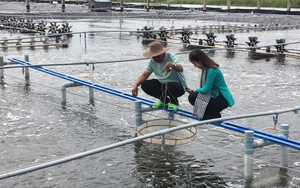 Lão nông ở Cà Mau nuôi loài ‘kho báu dưới nước’ size khủng, 4 tháng lãi gần 2 tỷ: Lập luôn kỷ lục