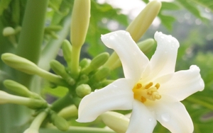 Nhóm người không nên dùng hoa đu đủ đực