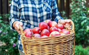 Táo sẽ tươi lâu bất ngờ nếu được bảo quản ở vị trí này trong bếp - 6 tháng vẫn ăn ngon!