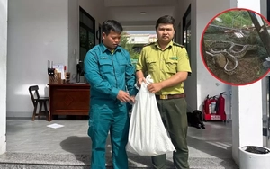 Trăn 'khủng' bất ngờ xuất hiện trong khu dân cư ở Đà Nẵng