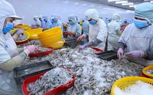 Tổng Giám đốc một công ty thủy sản lớn xin nghỉ việc vì "cảm thấy năng lực không còn đáp ứng được"