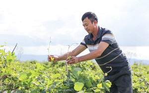 Trồng cây ví như 'vàng trắng', nông dân dưới chân núi Đại Huệ có của để dành