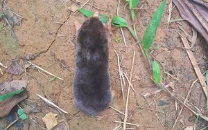 Phát hiện “kho báu sống” trên dãy Pù Luông: Loài động vật sống ngầm, hiếm gặp