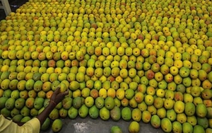 Loại quả của Việt Nam khiến cựu Đại sứ Hoa Kỳ phải xuýt xoa khen ngợi 'ngon nhất thế giới': Trung Quốc siêu mê, diện tích trồng hơn 110.000 ha