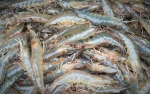 Có nên bỏ chỉ tôm không? Một ngư dân 60 tuổi xua tay "đừng làm thế nữa, chưa đủ đâu!"