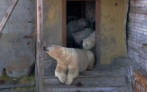 Cận cảnh gấu trắng chiếm trạm nghiên cứu giữa Bắc Cực hoang vắng