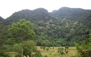 Nghi xuất hiện hổ trong rừng ở Phú Thọ