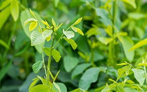 Loại rau từng để làm hàng rào, nay thành “cây tiền tỷ”, thị trường luôn “cháy hàng”