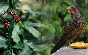 Giống đến 90% cà phê chồn từ Việt Nam, quốc gia đối thủ đang nhân giống một loại cà phê chim có giá 35 triệu đồng/kg – được khắp Á, Âu săn đón