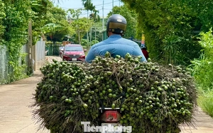 Cau rớt giá thảm hại vì thương lái Trung Quốc bất ngờ 'quay xe'