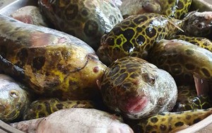 Sở Y tế Lâm Đồng cảnh báo khẩn về loại cá có độc tố mạnh gấp 275 lần xyanua