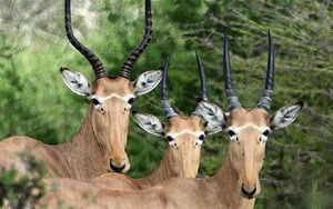 Bí ẩn về loài linh dương 4 mắt: Chỉ còn lại chưa đến 500 con trên khắp hành tinh