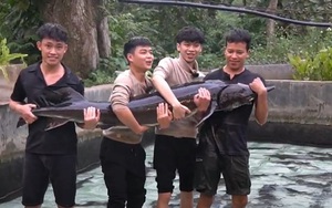 Cá tầm "15 năm tuổi" lớn nhất Việt Nam sắp được chào bán