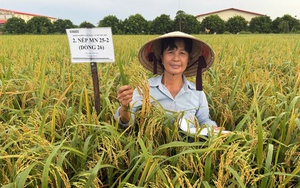 Người 'gieo vàng" trên những cánh đồng quê hương