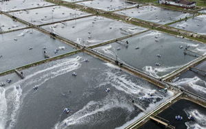 Việt Nam sở hữu một ‘mỏ vàng’ có công nghệ chế biến dẫn đầu thế giới: Vừa thu về hơn 3 tỷ USD, Mỹ, Trung Quốc đều đua nhau mua hàng