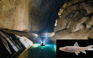 Bí mật trong lòng sông ngầm ở Phong Nha – Kẻ Bàng, tìm thấy “kho báu sống” siêu hiếm chỉ Việt Nam có