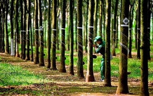 Hái "quả ngọt" từ Campuchia: Doanh nghiệp ngành cao su lãi đột biến tăng 60%