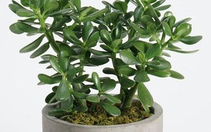 7 loài cây trồng trước nhà hút tiền như nam châm: Tôi ước tất cả mọi người đều biết